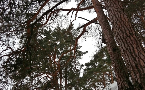 На валах старого городища в Звенигороде