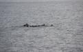 Белое море.